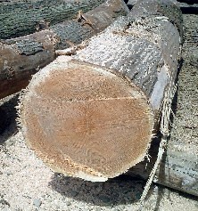Red Oak Veneer log