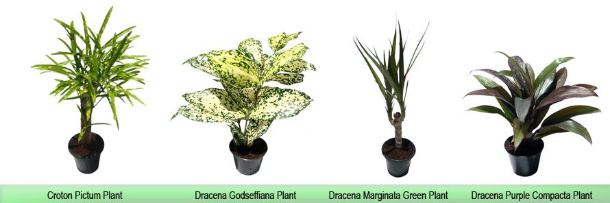 Dracena Godseffiana Plant