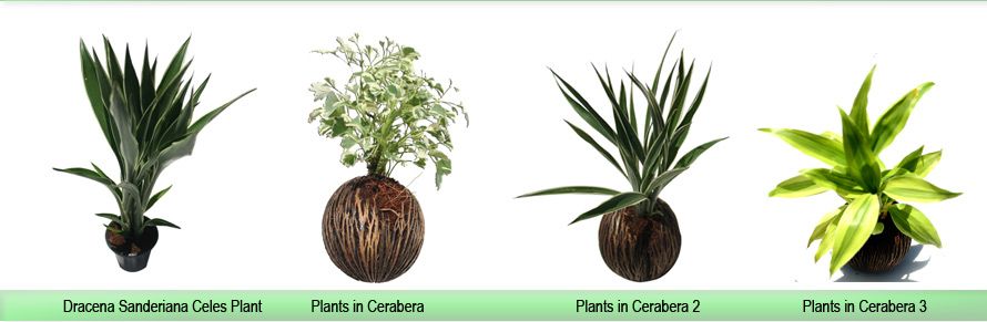 Plants In Cerabera