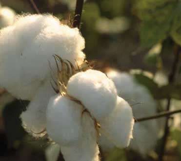 Raw Cotton