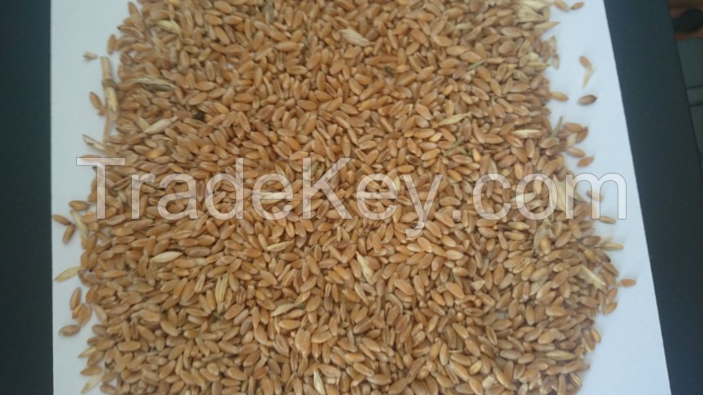 Durum wheat