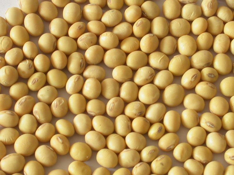 Soybean GMO