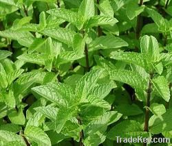 peppermint(spearmint) oil