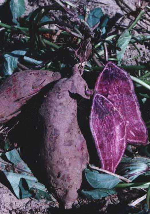 Purple sweet potato