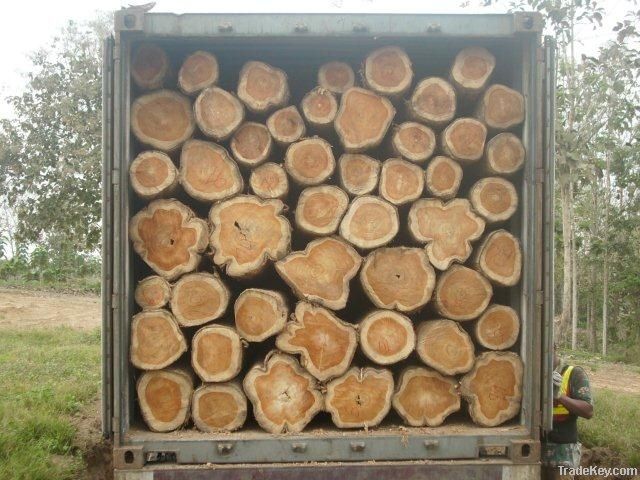 Teak wood rough logs