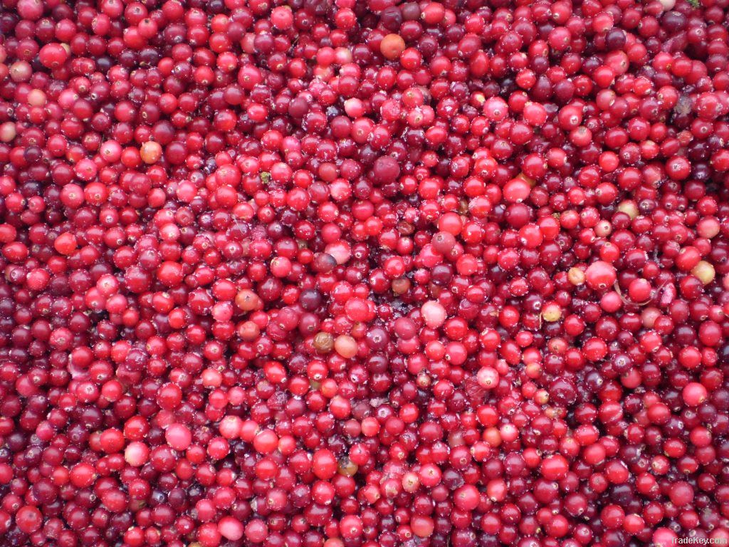 Cranberry (Oxycoccus palustris)