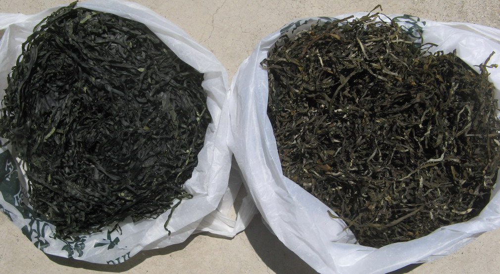 cut shredded  dried seaweed sea kelp Laminaria