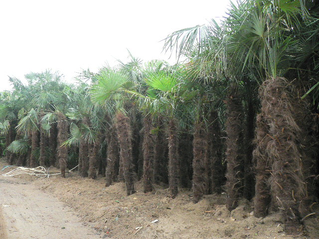 Trachycarpus fortunei