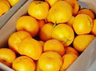 Fresh Seedless Chinese Mandarin Orange