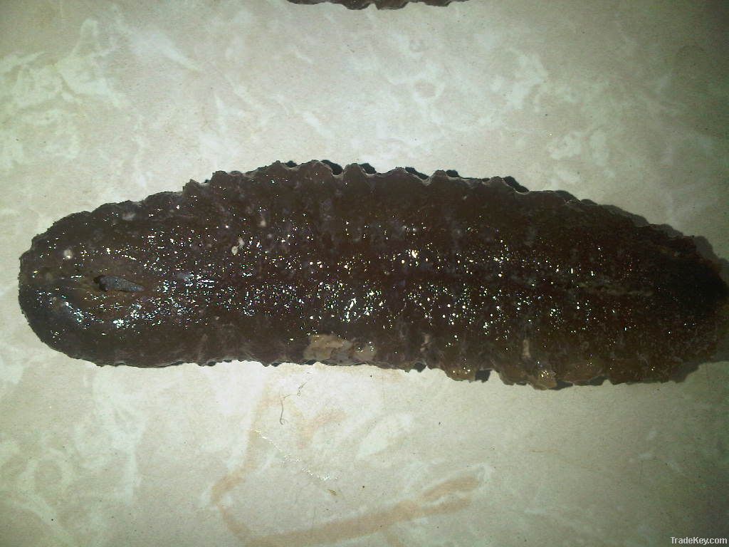 sand fish sea cucumber