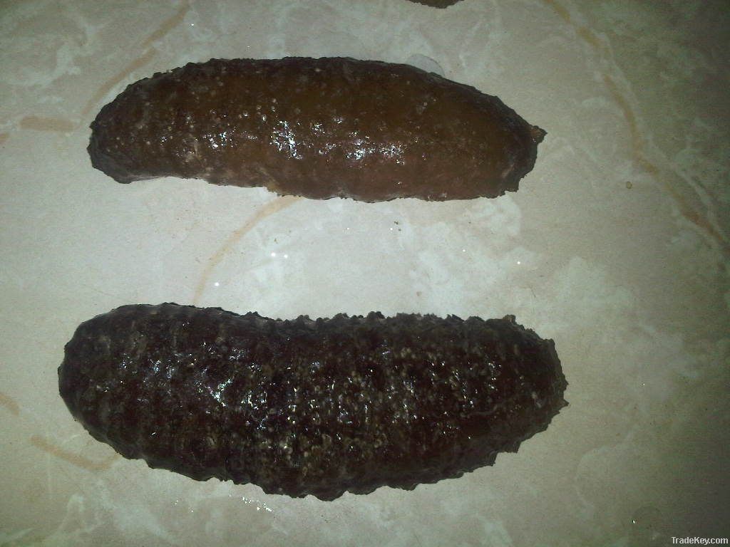 sand fish sea cucumber