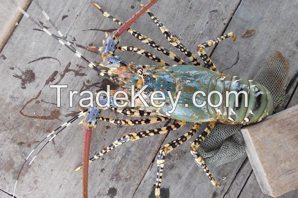 Live Lobster Vietnam Supplier