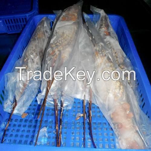 Frozen Lobster Vietnam Supplier