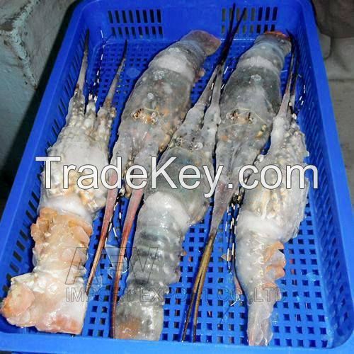 Frozen Lobster Vietnam Supplier