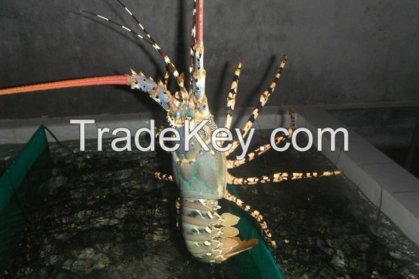 Live Lobster Vietnam Supplier
