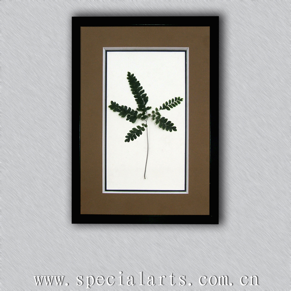 Real Framed   Fern   Displays