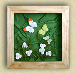 Real Framed Butterfly Displays