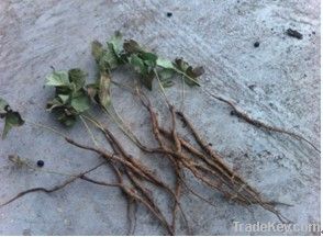 Peony seedlings used for peony seed oil