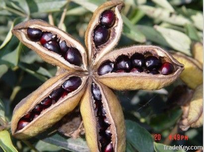 rockii peony seeds