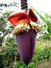 Banana Flower Tea