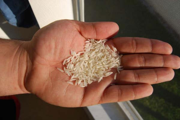 RICE SUPPLIER| PARBOILED RICE IMPORTERS | BASMATI RICE EXPORTER| KERNAL RICE WHOLESALER| WHITE RICE MANUFACTURER| LONG GRAIN TRADER| BROKEN RICE BUYER | IMPORT BASMATI RICE| BUY KERNAL RICE| WHOLESALE WHITE RICE| LOW PRICE LONG GRAIN