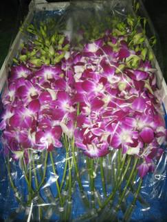 We are supply orchid fresh cut original Thailand