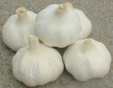 fresh garlic