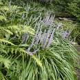 LIRIOPE (DECORATIVE GRASS FOR LANSCAPING)