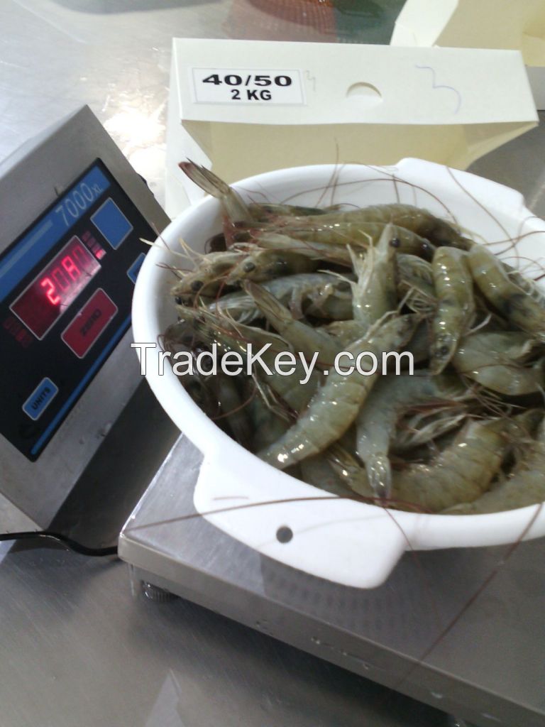 Frozen Vannamei Shrimp