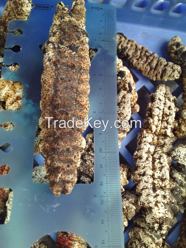 dry sea cucumber