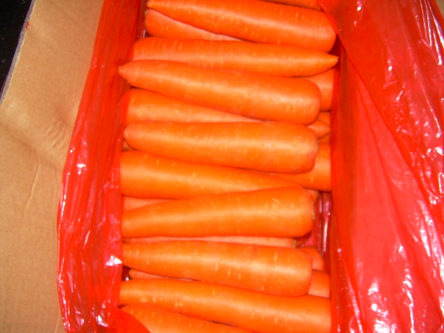 fresh carrot