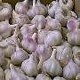 Fresh Garlic