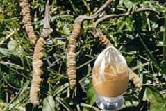 Cordyceps Sinensis Extract, Cordyceps Mycelium Extract