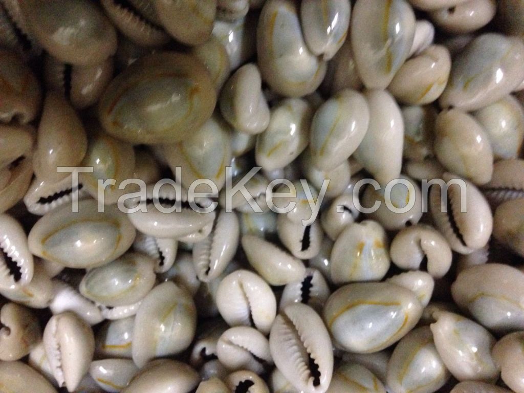 white cowries