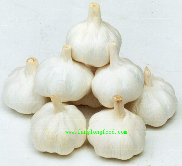 fresh garlic