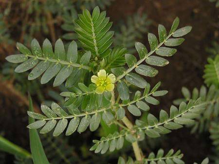 Tribulus Terrestris Extract