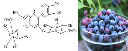 Natural Bilberry Extract Powder