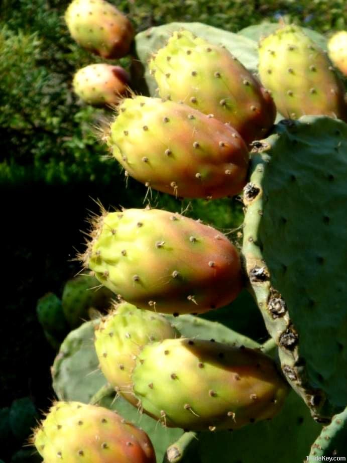 Prickly pear oil