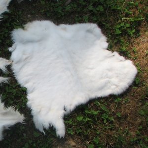 rabbit skin salted or frozen