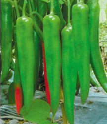 FengJiao No.2 Hybrid Pepper Seeds