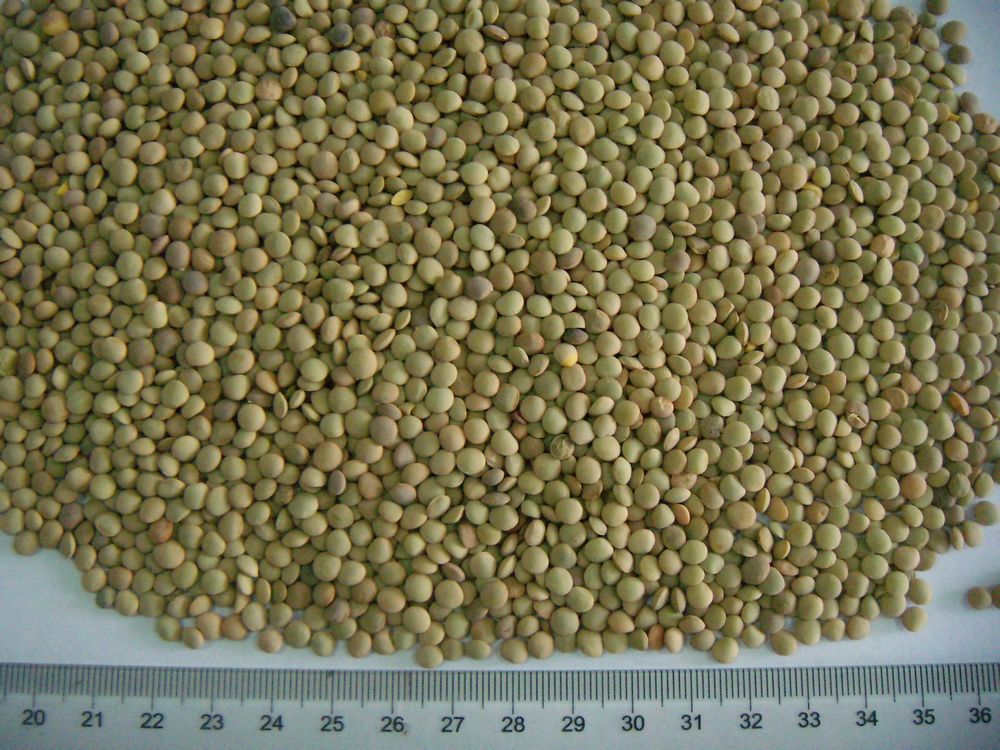 lentils