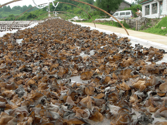 fungus, Edible fungi