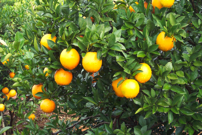 Navel orange