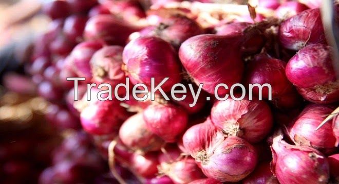 RED ONION ( VINH CHAU - SOC TRANG PROVINCE, VIETNAM)