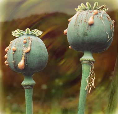 Poppy Pods & Seeds