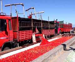 tomato processing equipment