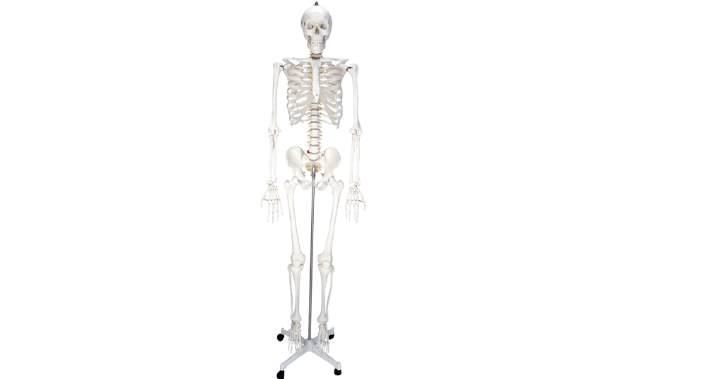 Life size human skeleton model 170 cm