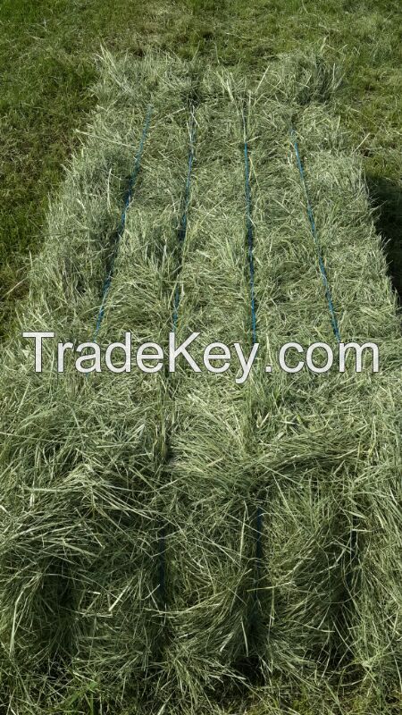 Rhodes Grass