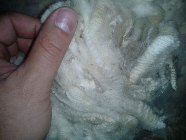 wool fleece