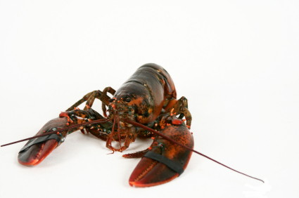 1.25 lb Select Live Maine Lobsters